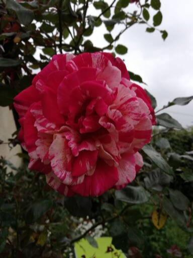 Вілла Au Coeur Du Jardin La Boussac Екстер'єр фото